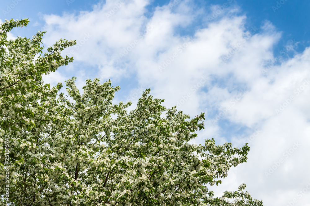 A blooming apple tree against a blue sky with white clouds A blooming apple tree against a blue sky with white clouds