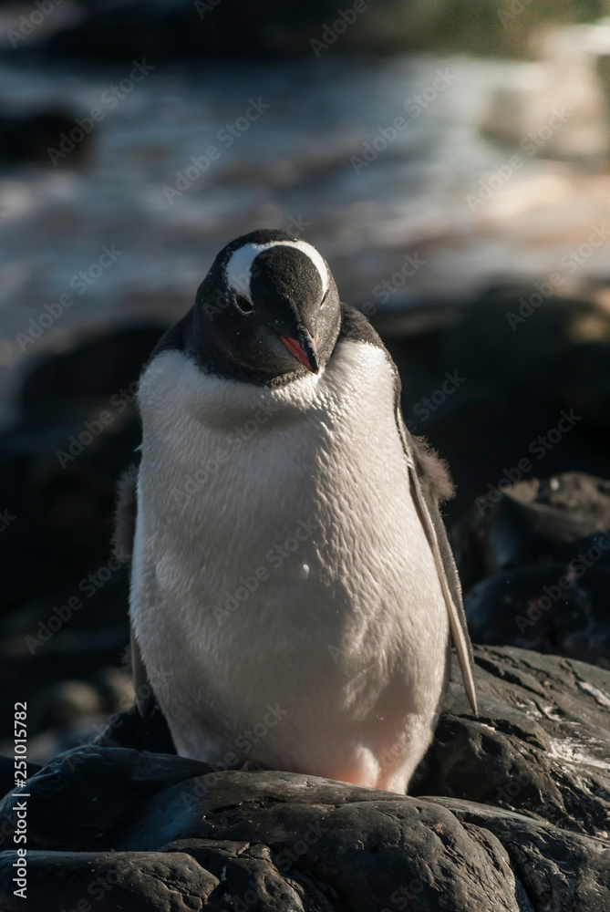 Fototapeta premium Gentoo Penguin, Antartica