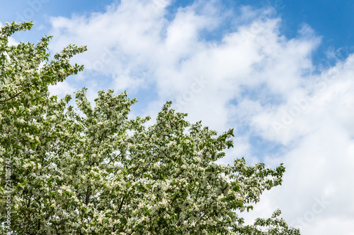 A blooming apple tree against a blue sky with white clouds