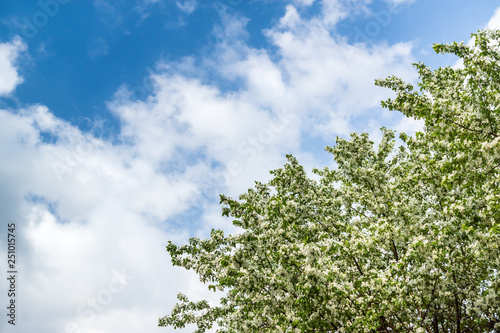 A blooming apple tree against a blue sky with white clouds
