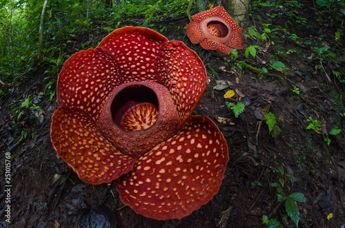 Rafflesia photo