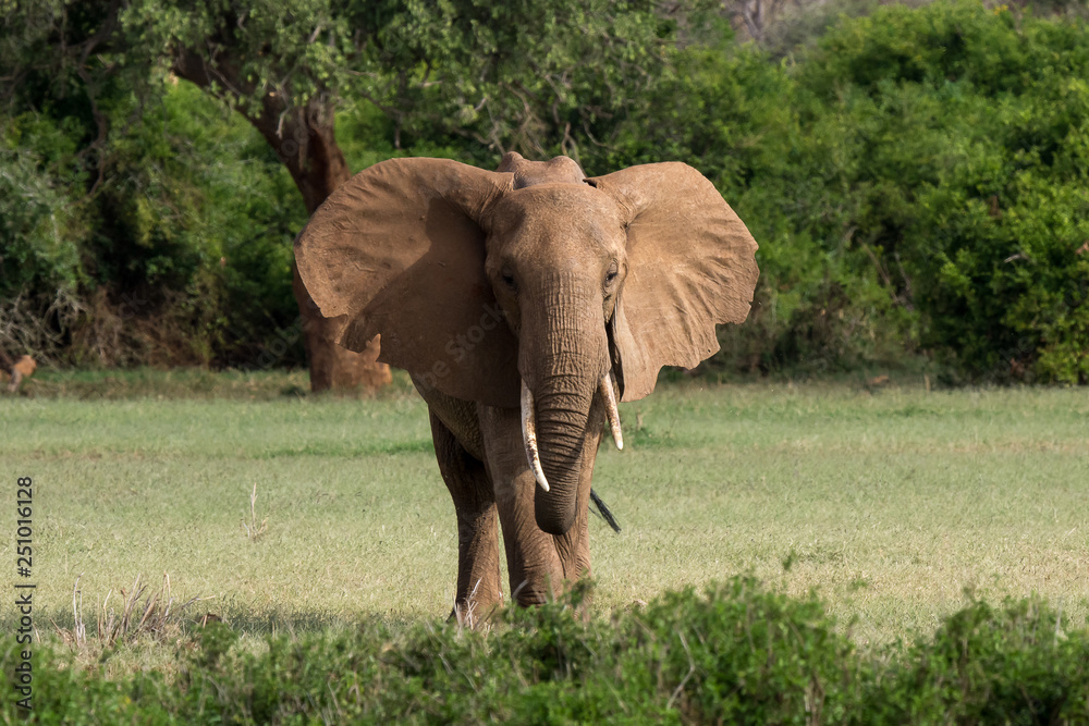 big elephant in Tsavo National Park, Kenya