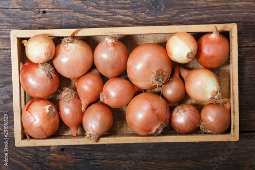 fresh rawl onions in wooden box photo