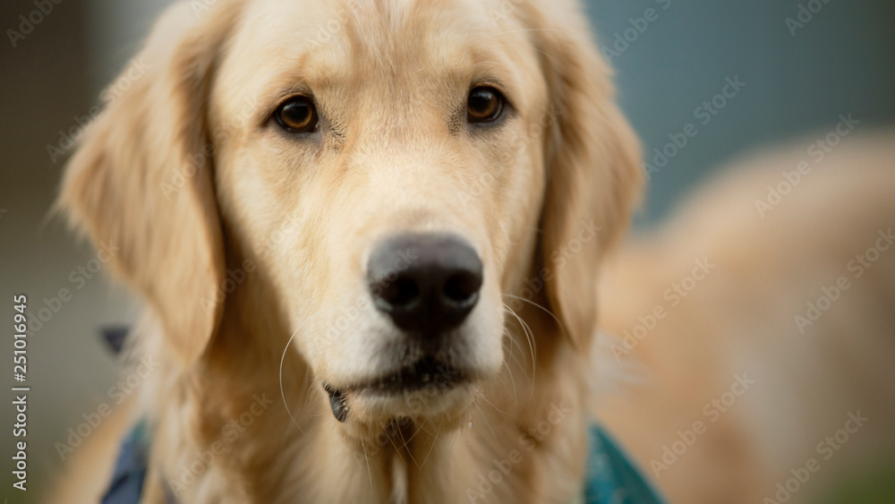 Golden Retriever