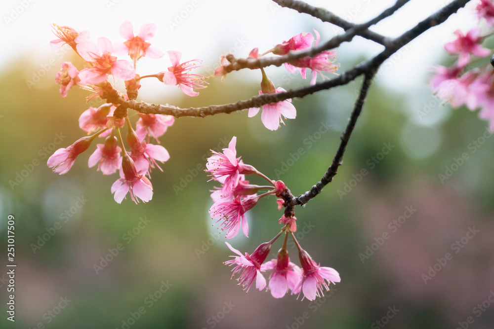 Cherry blossoms or Sakura in winter on sunrise for background. Seletive focal. Cherry blossoms or Sakura in winter on sunrise for background. Seletive focal.