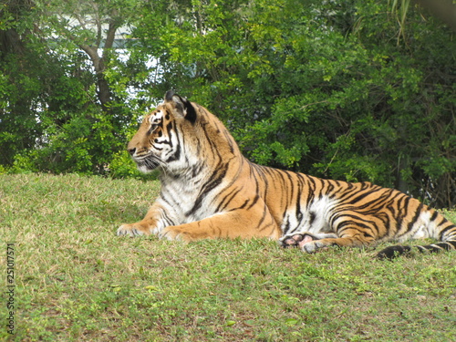 tiger in zoo