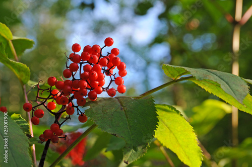 The red elderberry Bush in the woods