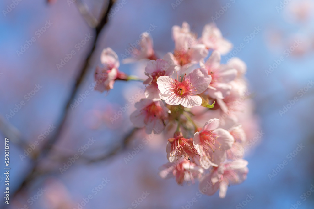 Sunray of pink cherry blossoms or sakura on the tree in winter with blue sky background. Sunray of pink cherry blossoms or sakura on the tree in winter with blue sky background.