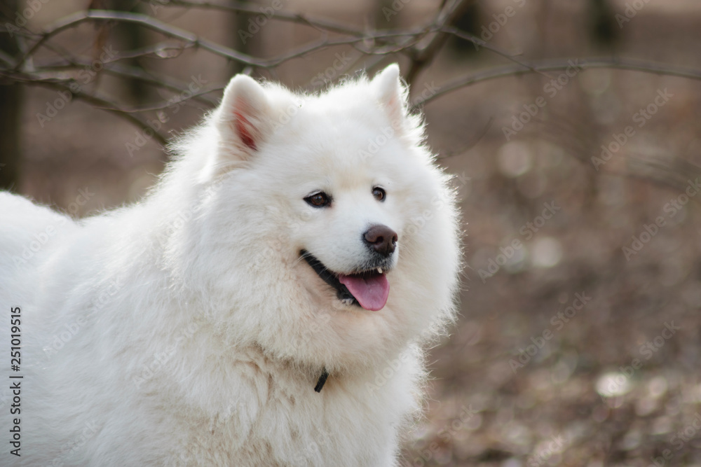 Samoyed dog with beautiful bokeh . Beautiful fluffy white dog. Amazing animal in the park