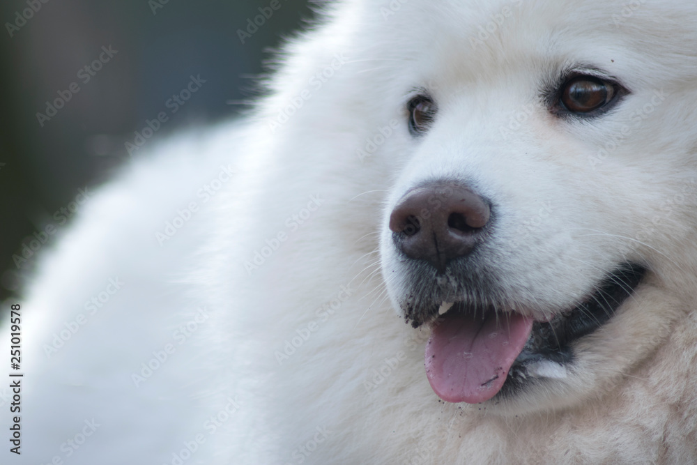 Samoyed dog with beautiful bokeh . Beautiful fluffy white dog. Amazing animal in the park