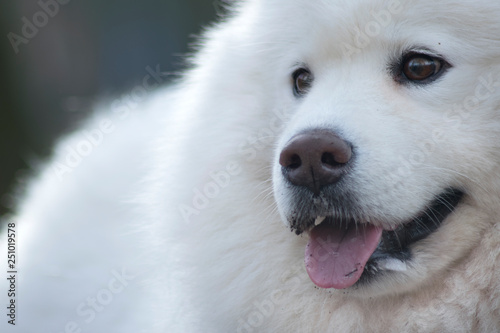 Samoyed dog with beautiful bokeh . Beautiful fluffy white dog. Amazing animal in the park © Viktoria