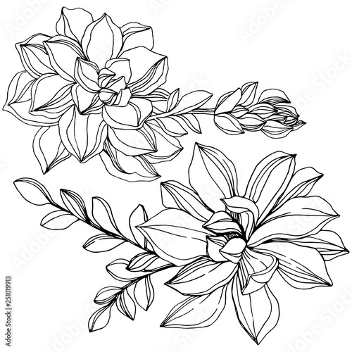 Vector Jungle botanical succulent flower. Black and white engraved ink art. Isolated succulents illustration element.