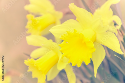 Daffodils heads on blurred pastel background.