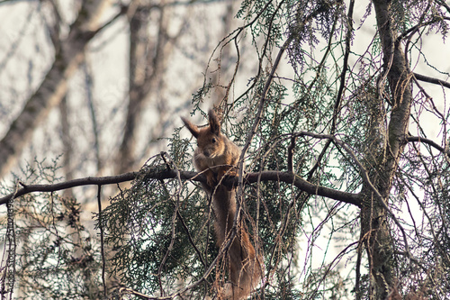 red squirrel in the branches of trees with a beautiful bokeh. Beautiful portrait of a rodent on a tree. Wild animals © Viktoria