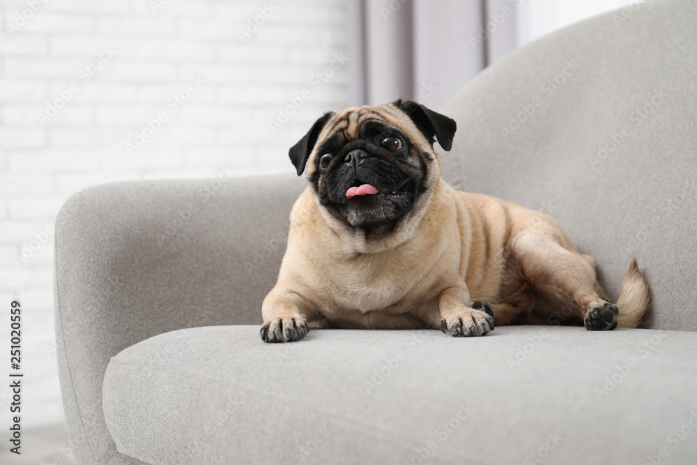 Happy cute pug dog on sofa indoors - obrazy, fototapety, plakaty 
