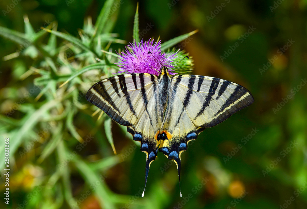Closeup beautiful butterfly sitting on flower Closeup beautiful butterfly sitting on flower