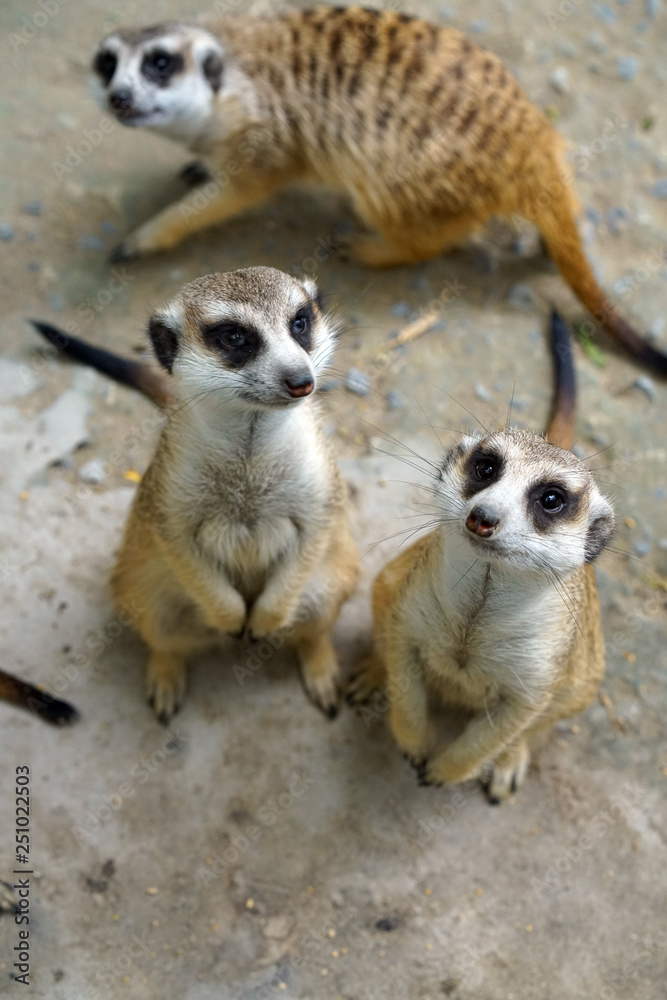 Fototapeta premium Meerkat sitting and waiting food 
