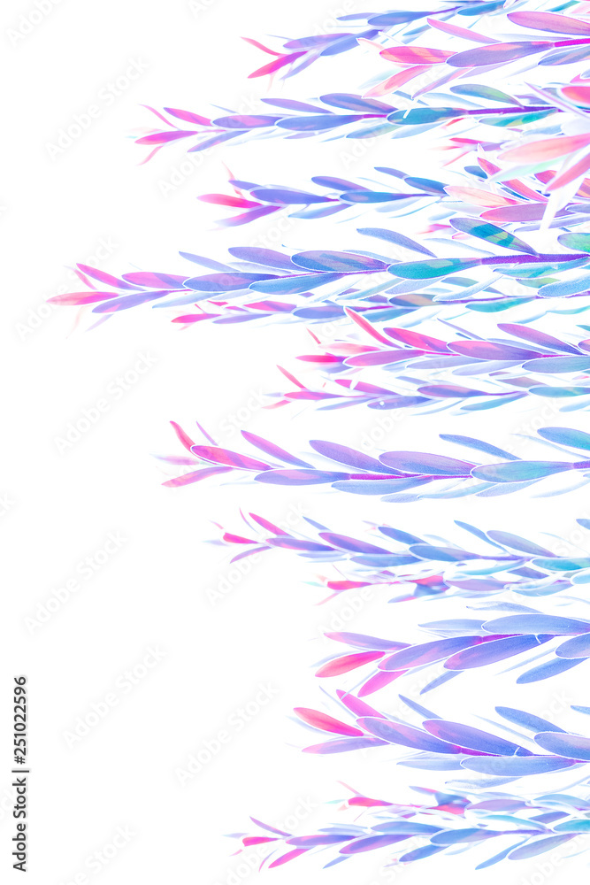 Colorful acacia leaves
