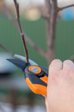 pruning with pruning shears in spring. Gardener pruns the fruit trees by pruner shears. Farmer hand with garden secateurs on natural green background. vertical photo