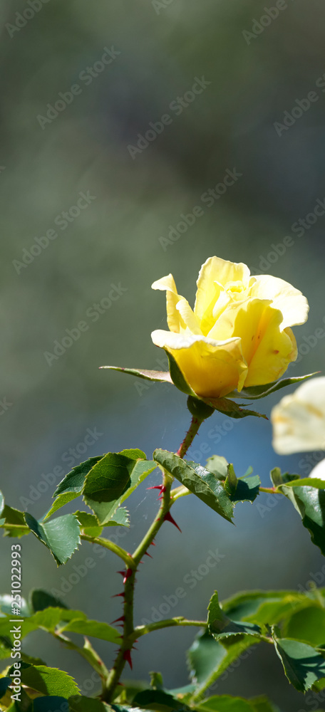 yellow rose in a meadow yellow rose in a meadow