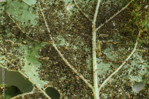 Pests, Cotton Aphid, Cotton Bollworm, Pseudococcidae and Thrips palmi karny on a okra leave photo