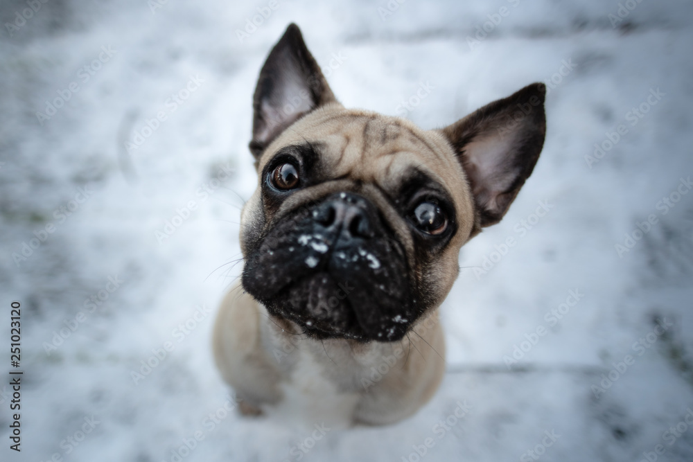 Kleiner Hund mit natürlichem Hintergrund