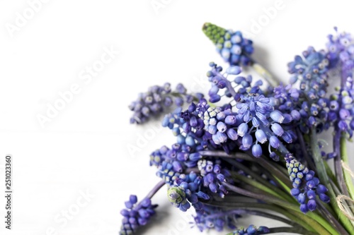 spring flowers Muscari background. copy space.  Blue muscari flowers  Grape hyacinth 