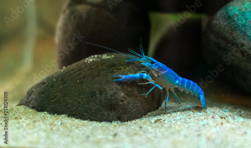 Blue crayfish Procambarus alleni in the Aquarium