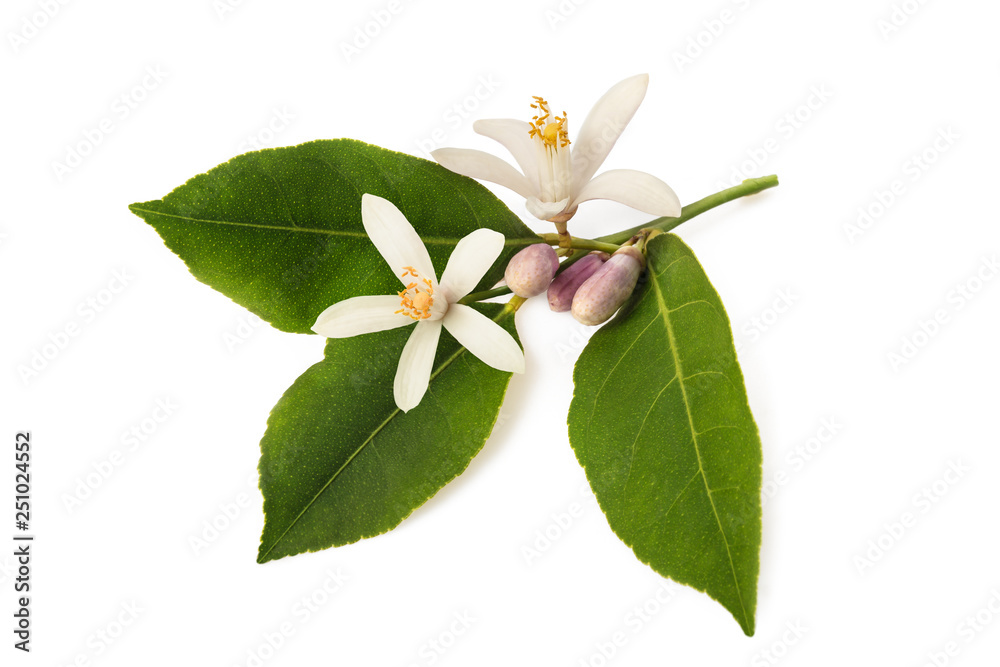 Fotografi orange blossom