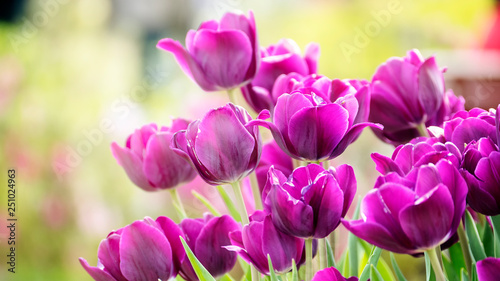 Fototapeta Naklejka Na Ścianę i Meble -  Beautiful tulips flower in tulip field at winter or spring day