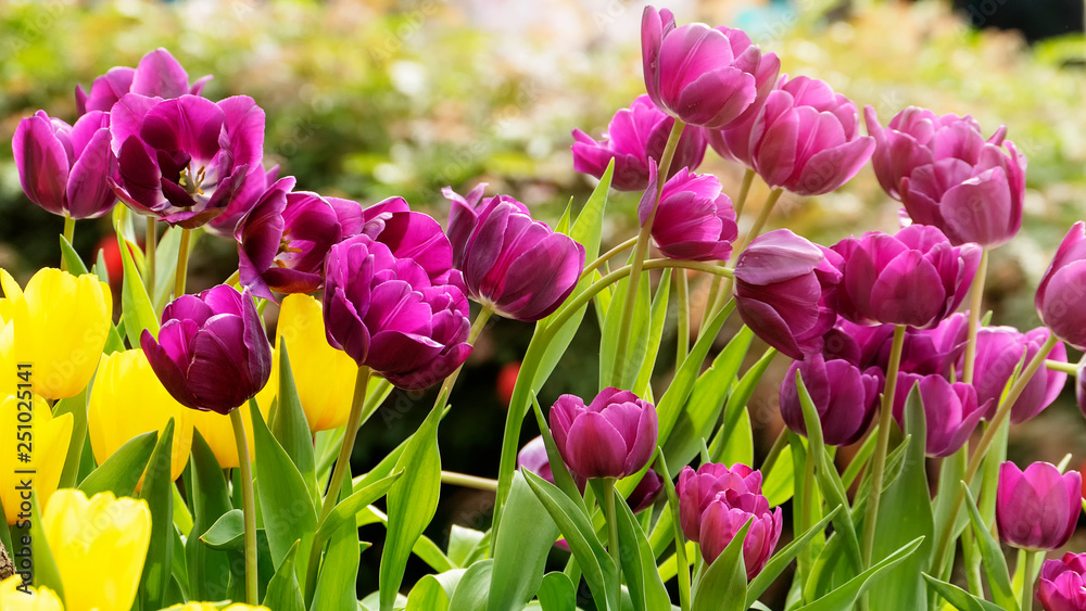 Obraz premium Beautiful tulips flower in tulip field at winter or spring day