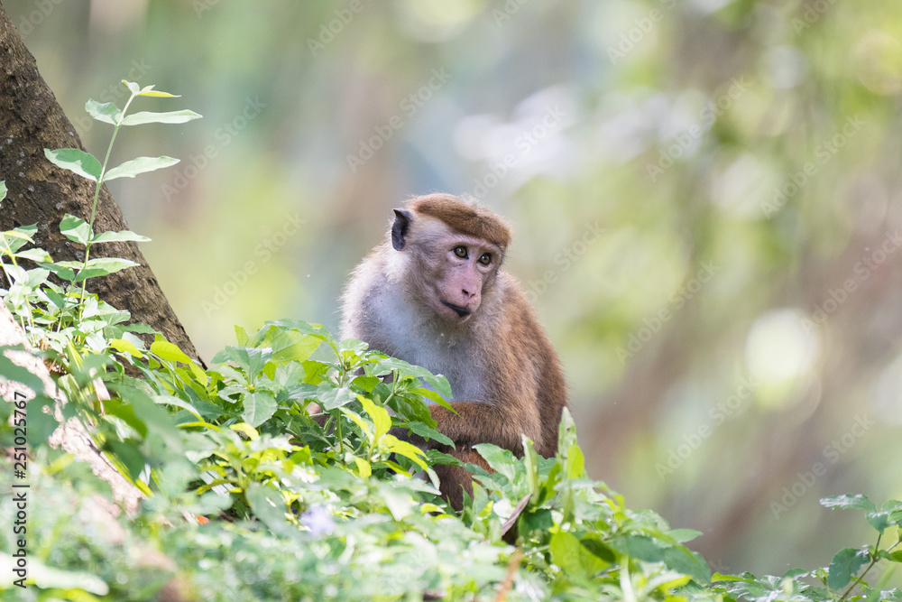 Obraz premium toque macaque with nice bokeh
