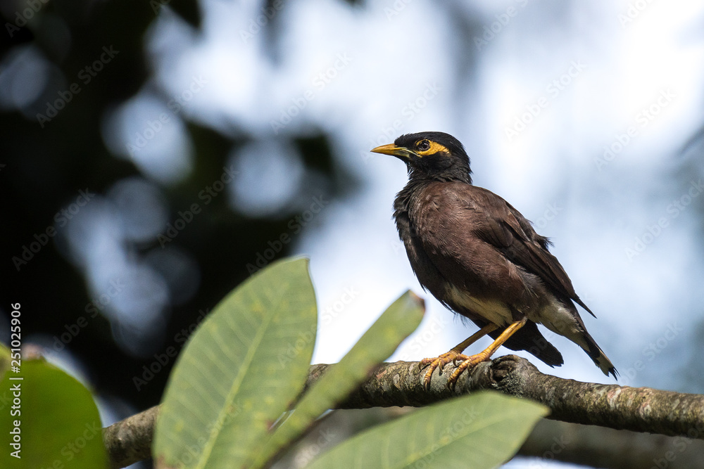 Fototapeta premium common myna on a branch