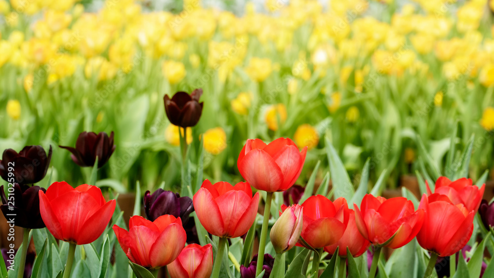 Beautiful tulips flower in tulip field at winter or spring day