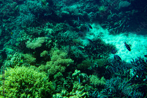 Marine Life in the Red Sea. red sea coral reef with hard corals, fishes and sunny sky shining through clean water - underwater photo. toned