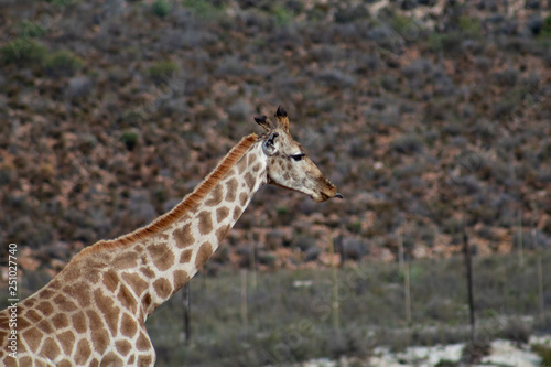 Adult giraffe in african wildlife reserve