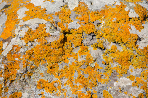 Yellowmoss growing at the bronze age satones at an archeological site in Sardinia, Italy photo