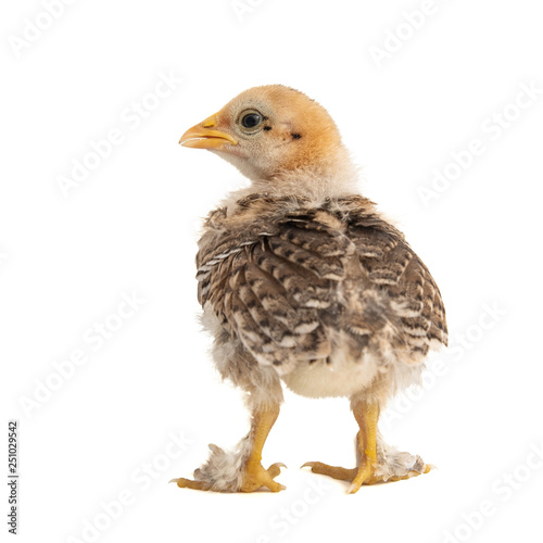 Chick of bantam silkie isolated on a white background. 20 days old