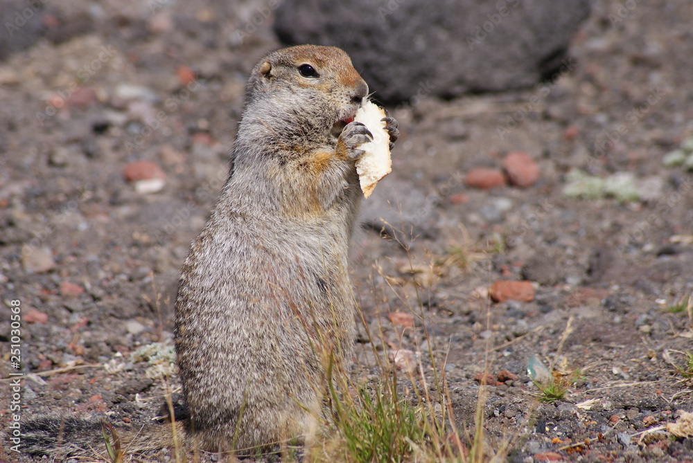 Fototapeta premium An arctic ground squirrel eating a piece of bread