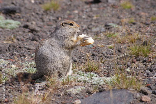 An arctic ground squirrel eating a piece of bread
