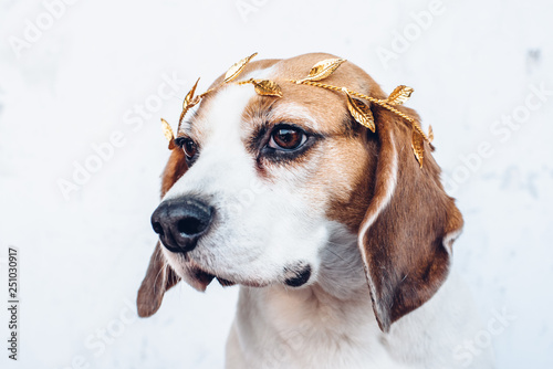 Cute beagle dog in gold leaf headband