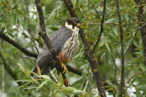 Hobby (Falco subbuteo) 