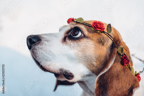 Cute beagle dog with flower headband looking up