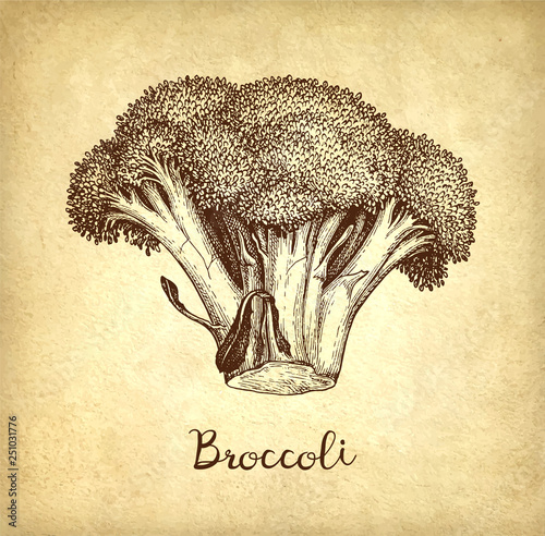 Ink sketch of broccoli.