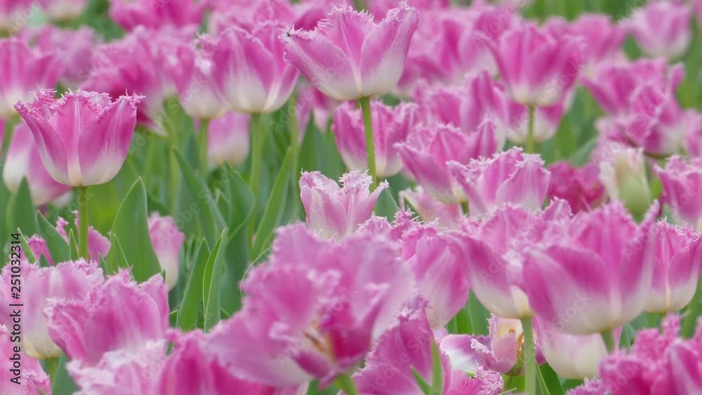 The Beautiful tulips flower in tulip field at winter or spring day The Beautiful tulips flower in tulip field at winter or spring day