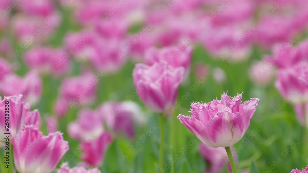 The Beautiful tulips flower in tulip field at winter or spring day The Beautiful tulips flower in tulip field at winter or spring day