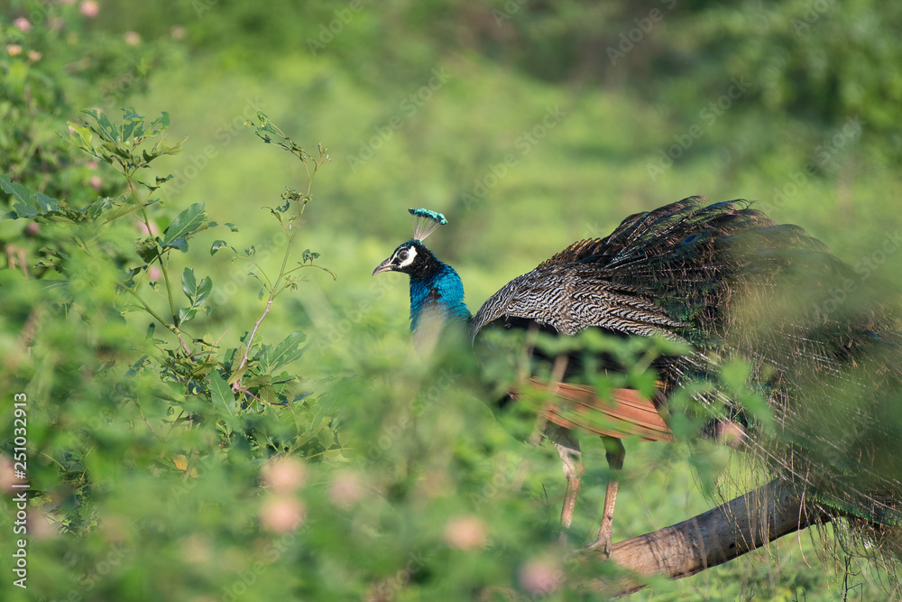 Fototapeta premium peacock in the wild sitting on a small branch behind a bush