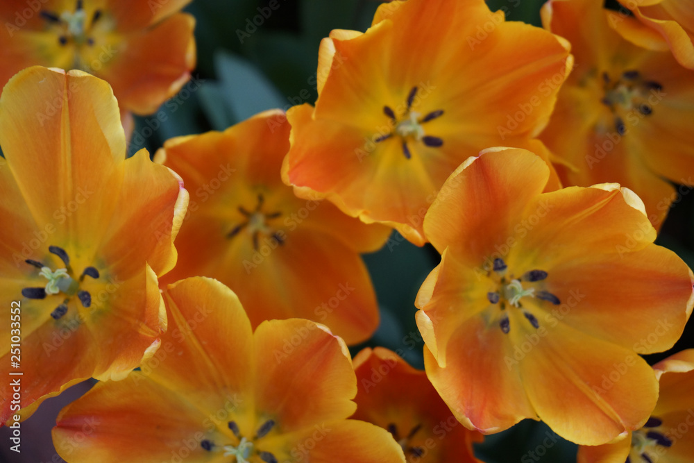 flower in park beautifully arranged
