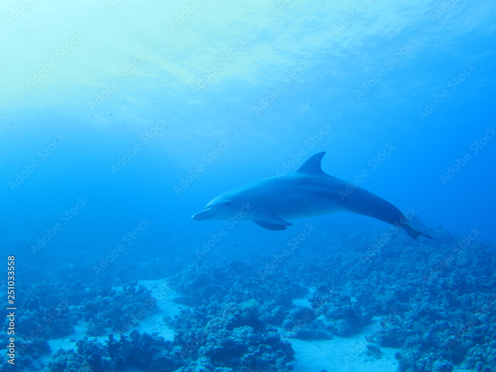 Dolphin Dolphin