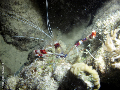 Obraz na plátně prawn
